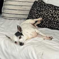 Thumbnail photo of Godiva #1