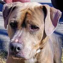 Thumbnail photo of Ramsie #2