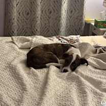 Thumbnail photo of Luigo #3