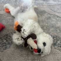 Thumbnail photo of Blossom #2