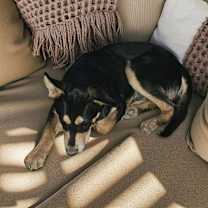 Thumbnail photo of RUSTY #1