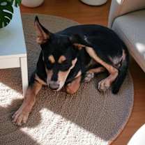 Thumbnail photo of RUSTY #3