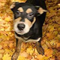 Thumbnail photo of RUSTY #4