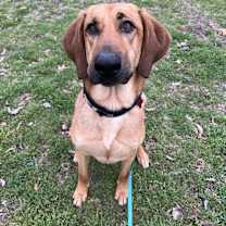 Thumbnail photo of Maddie #2