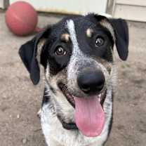 Thumbnail photo of Josie *courtesy post #1