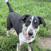 Thumbnail photo of Josie *courtesy post #2