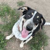 Thumbnail photo of Josie *courtesy post #3