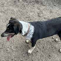 Thumbnail photo of Josie *courtesy post #4