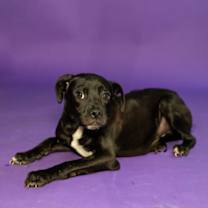 Thumbnail photo of Casper* #2