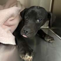 Thumbnail photo of Casper* #3