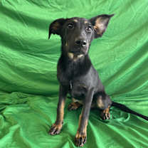 adopt-pet