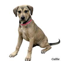 Thumbnail photo of Callie #1