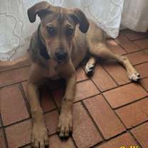 Thumbnail photo of Callie #3