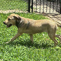 Thumbnail photo of Callie #4