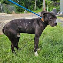 Thumbnail photo of Blaze #2