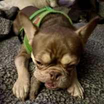 Thumbnail photo of Rio - SPECIAL NEEDS #4