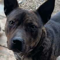 Thumbnail photo of Rocket Man #1