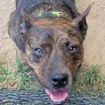 Thumbnail photo of Rocket Man #3