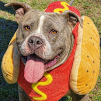 Thumbnail photo of Bulma #1