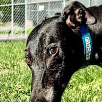 Thumbnail photo of Jacko #2