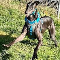 Thumbnail photo of Jacko #3