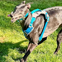 Thumbnail photo of Jacko #4