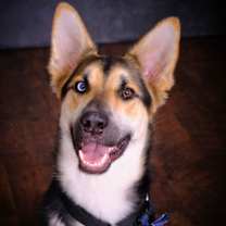 Thumbnail photo of Jax #1