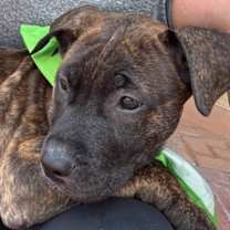 adopt-pet