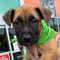 adopt-pet