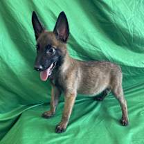adopt-pet