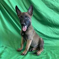 adopt-pet