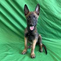 adopt-pet