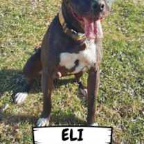 Thumbnail photo of Eli #1