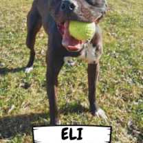 Thumbnail photo of Eli #2