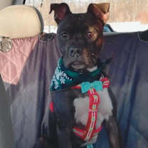 Thumbnail photo of Eli #3