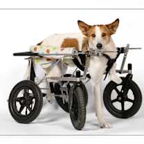 adopt-pet