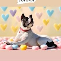 Thumbnail photo of Yoyoma - Fee Sponsored in Full #1