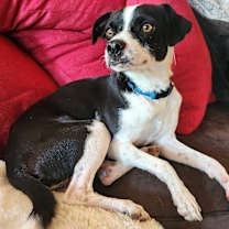 adopt-pet