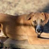 Thumbnail photo of Scully #3