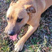 Thumbnail photo of OLLIE #4