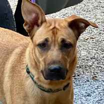 Thumbnail photo of GINGER #1