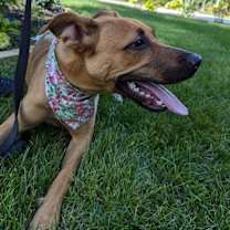 Thumbnail photo of GINGER #2