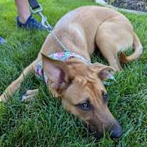 Thumbnail photo of GINGER #3