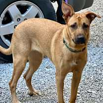 Thumbnail photo of GINGER #4