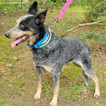 Thumbnail photo of DIXIE #3