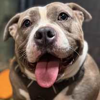 Thumbnail photo of Bulma, the goodest girl #4