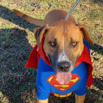 Thumbnail photo of Scully #1