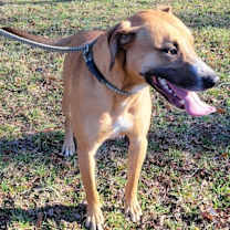 Thumbnail photo of Scully #4