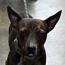 Thumbnail photo of Rocket Man #2