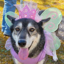 Thumbnail photo of Cassidy #1